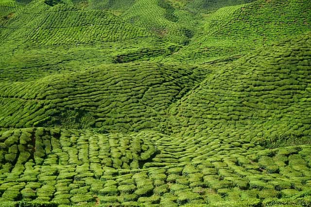 Coonoor & Ooty Combo Day Tour