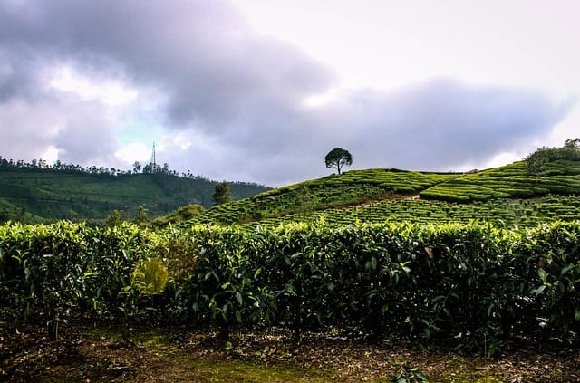 3 Days Munnar Family Tour Package